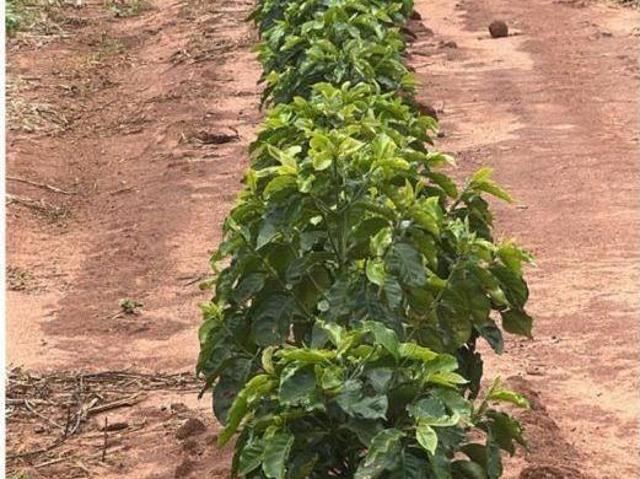 Sítio e chácara venda em Região Imediata de Marília, Garça