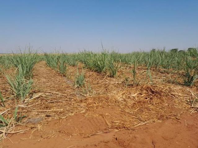 Sítio e chácara venda em Região Imediata de Jales, Jales