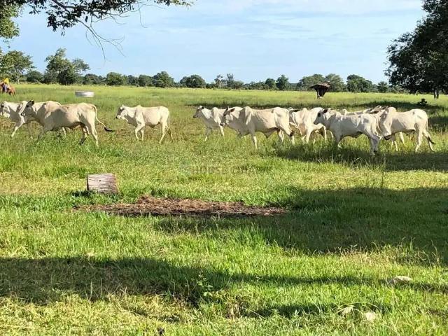 Fazenda venda em Região Geográfica Imediata de Goiás - Itapuranga, Aruanã