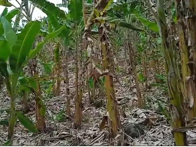 Fazenda venda em Região Geográfica Imediata de Cachoeiro de Itapemirim, Atilio Vivacqua