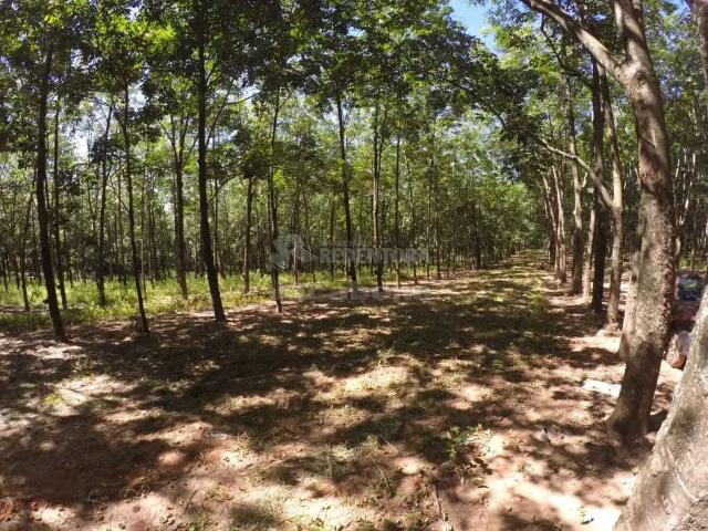 Fazenda venda em Região Imediata de Araçatuba, Auriflama