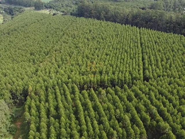 Fazenda venda em Avaré, Região Geográfica Intermediária de Sorocaba