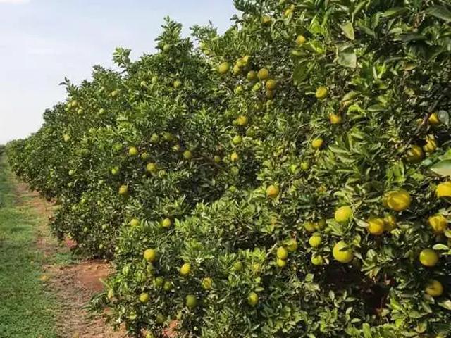 Fazenda venda em Região Imediata de Avaré, Avaré