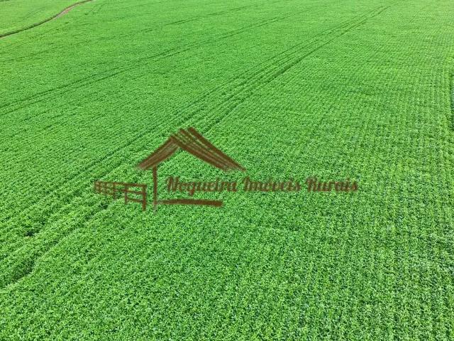Fazenda venda em Região Imediata de Avaré, Avaré