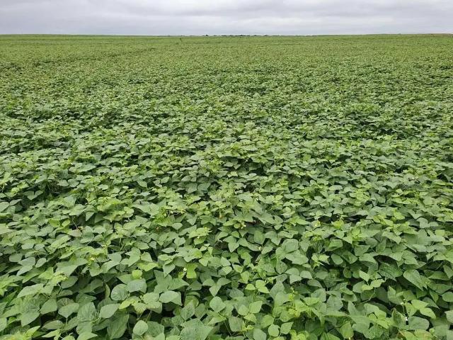 Fazenda venda em Região Imediata de Avaré, Avaré
