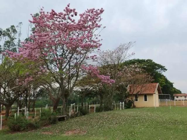 Fazenda venda em Região Imediata de Avaré, Avaré