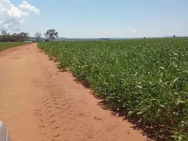 Fazenda venda em Região Imediata de Jales, Dirce Reis