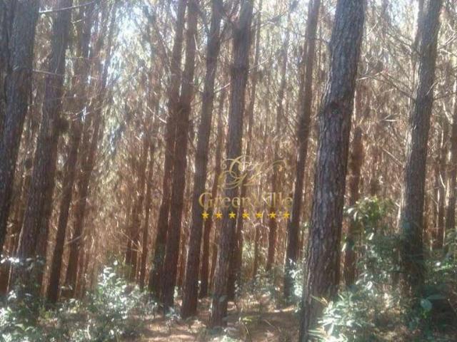 Fazenda venda em Balsa Nova, Região Geográfica Intermediária de Curitiba