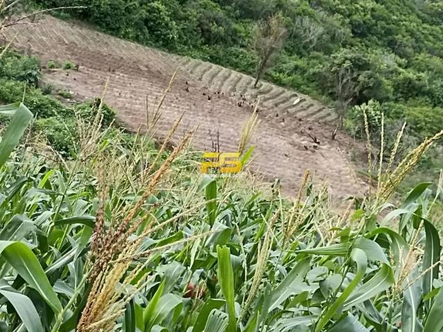 Fazenda venda em Região Geográfica Imediata de Guarabira, Bananeiras