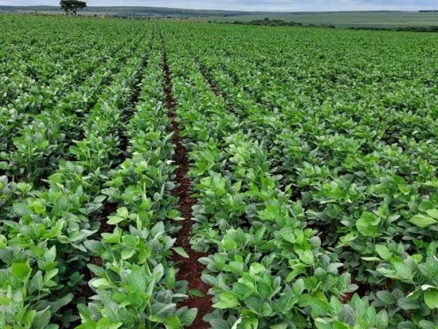 Sítio e chácara venda em Região Geográfica Imediata de Campo Grande, Mato Grosso do Sul