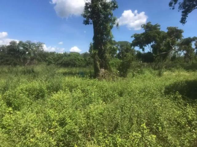 Fazenda venda em Região Geográfica Imediata de Cuiabá, Região Metropolitana do Vale do Rio Cuiabá