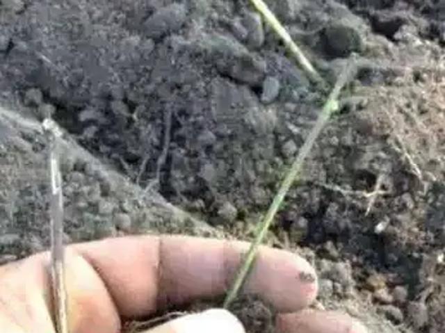 Fazenda venda em Região Geográfica Imediata de Cuiabá, Região Metropolitana do Vale do Rio Cuiabá
