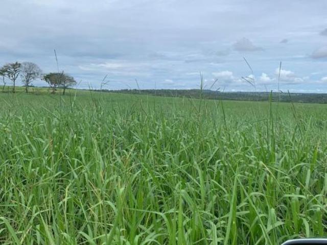 Sítio e chácara venda em Região Geográfica Imediata de Barra do Garças, Barra do Garças