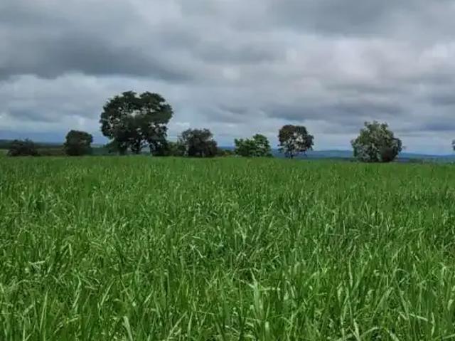Fazenda venda em Região Geográfica Imediata de Barra do Garças, Barra do Garças