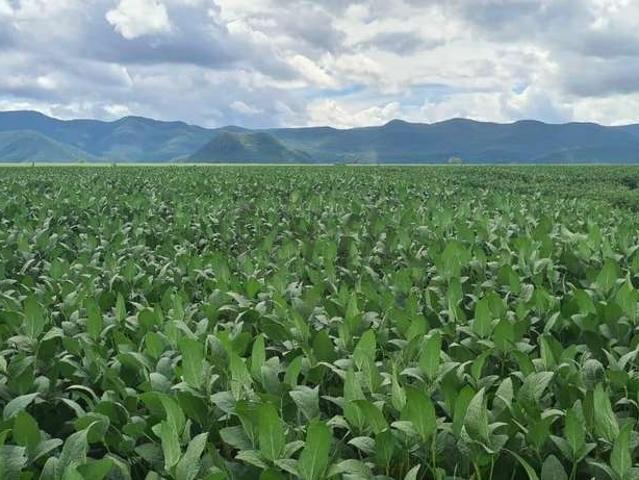 Fazenda venda em Região Geográfica Imediata de Araguaína, Barra do Ouro