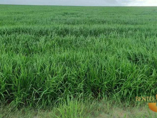 Fazenda venda em Região Geográfica Imediata de Barreiras, Barreiras