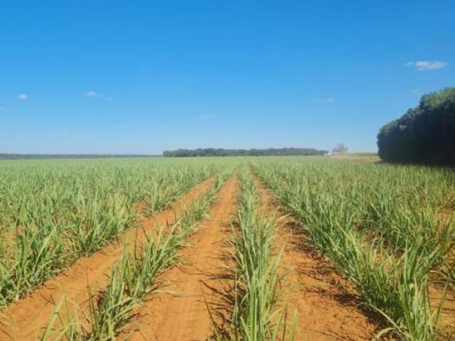 Sítio e chácara venda em Região Imediata de Barretos, Barretos