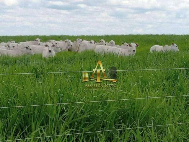 Fazenda venda em Região Geográfica Imediata de Jardim, Bela Vista