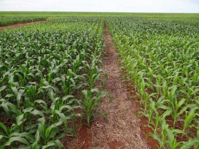 Fazenda venda em Bela Vista