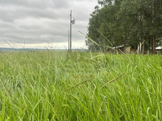 Fazenda venda em Região Geográfica Imediata de Jardim, Bela Vista