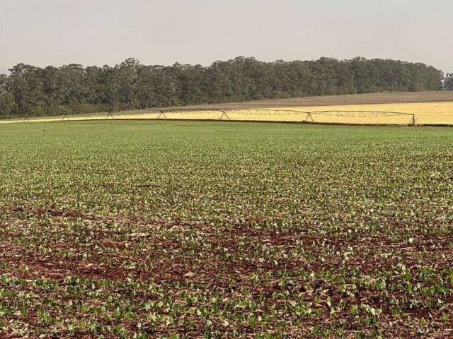Fazenda venda em Vila Popular, Bernardino de Campos