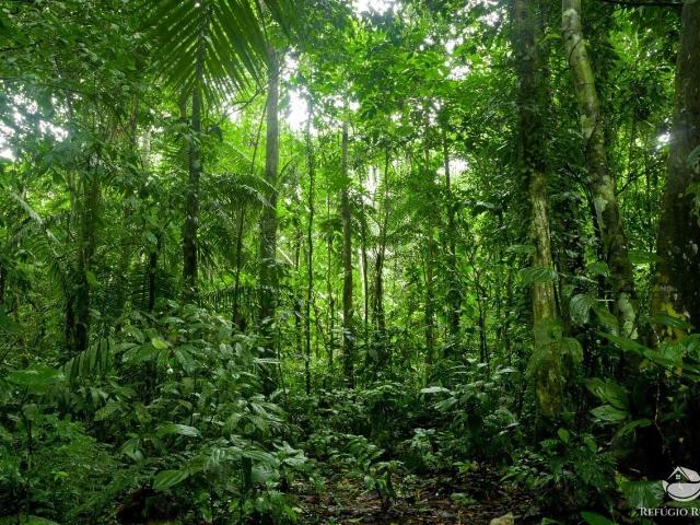 Fazenda venda em Beruri, Região Norte