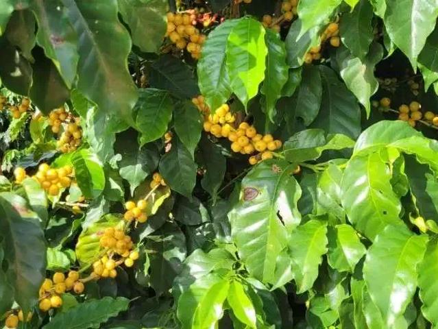 Fazenda venda em Região Geográfica Imediata de Três Pontas - Boa Esperança, Boa Esperança