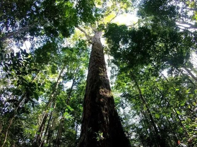 Fazenda venda em Rorainópolis, Região Norte