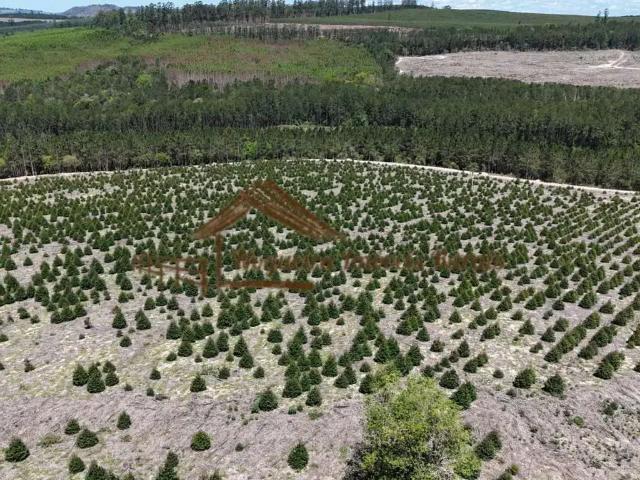 Fazenda venda em Região Imediata de Botucatu, Bofete