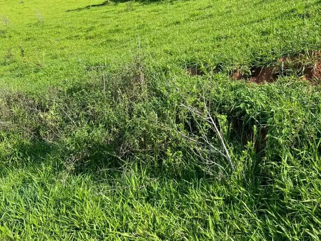 Fazenda venda em Região Geográfica Imediata de Itaperuna, Bom Jesus do Itabapoana