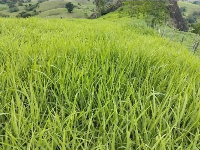 Fazenda venda em Bom Jesus do Norte, Região Sudeste