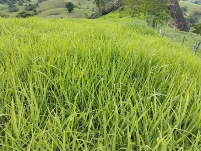 Fazenda venda em Loteamento Silvana, Bom Jesus do Norte