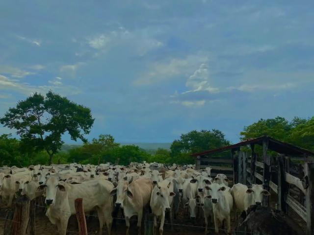 Fazenda venda em Bom Jesus, Região Nordeste