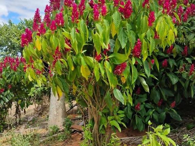 Fazenda venda em Região Geográfica Imediata de Lavras, Bom Sucesso