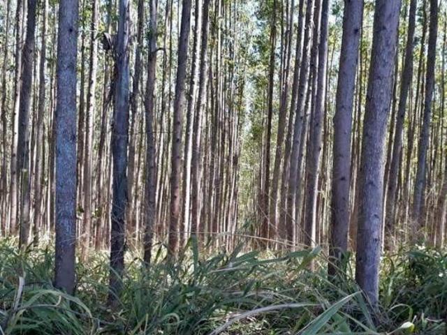 Sítio e chácara venda em Região Geográfica Imediata de Januária, Bonito de Minas