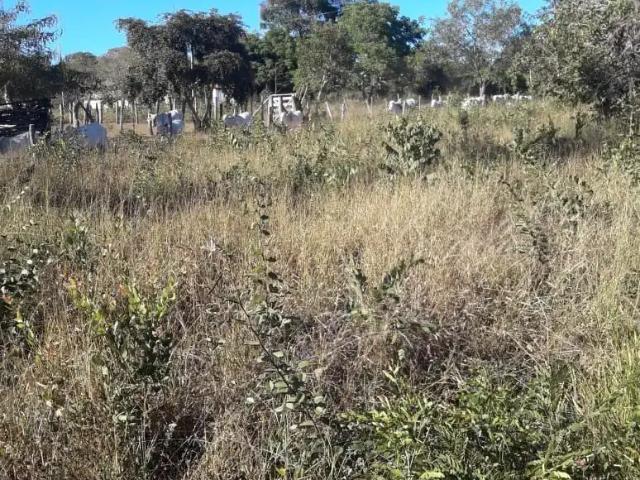 Fazenda venda em Região Geográfica Imediata de Januária, Bonito de Minas