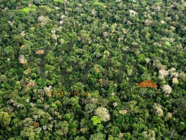 Fazenda venda em Região Geográfica Imediata de Manaus, Borba