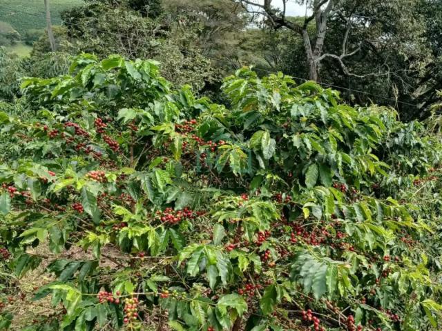 Fazenda venda em Botelhos, Região Geográfica Intermediária de Pouso Alegre
