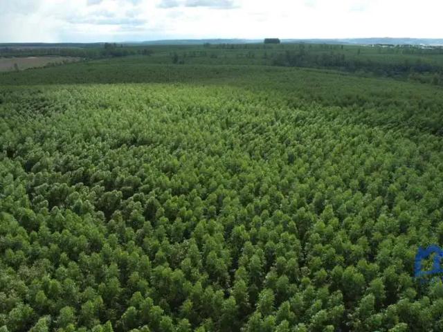Fazenda venda em Região Imediata de Botucatu, Botucatu