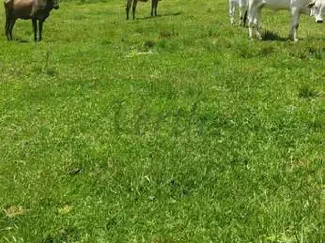 Fazenda venda em Região Imediata de Bragança Paulista, Bragança Paulista
