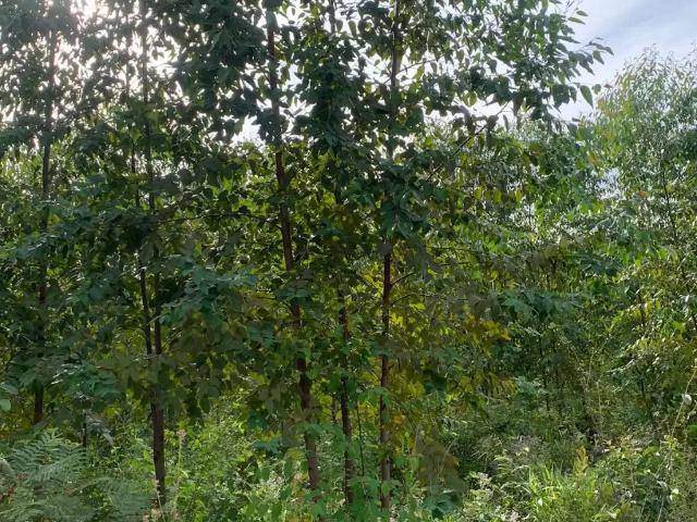 Fazenda venda em Região Geográfica Imediata de Patos de Minas, Brasilândia de Minas