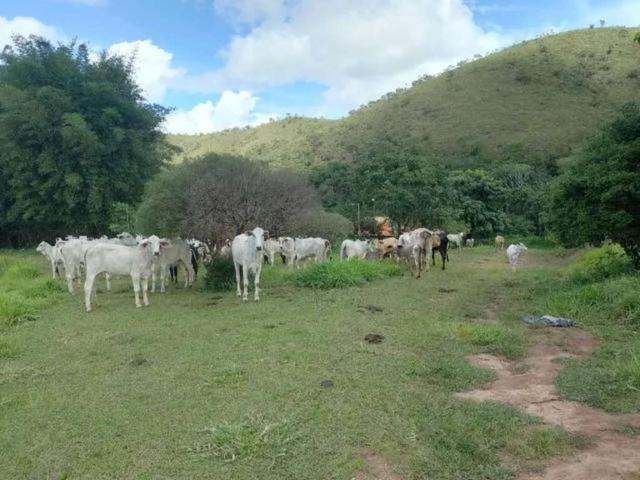 Fazenda venda em Região Geográfica Imediata do Distrito Federal, Região Integrada de Desenvolvimento do Distrito Federal e Entorno