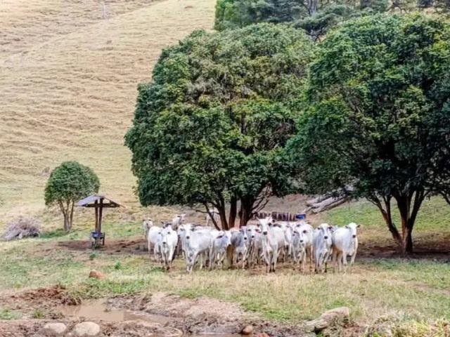 Fazenda venda em Região Geográfica Imediata de Itajubá, Região Sudeste