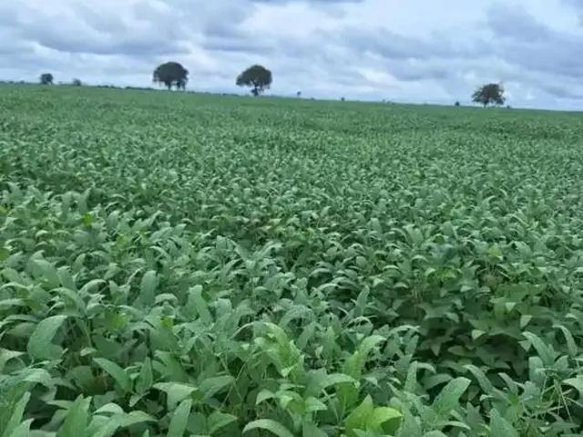 Fazenda venda em Região Geográfica Imediata de Porto Nacional, Brejinho de Nazaré