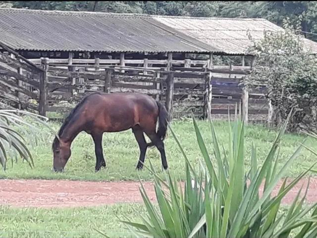 Fazenda venda em Região Geográfica Imediata de Unaí, Região Integrada de Desenvolvimento do Distrito Federal e Entorno