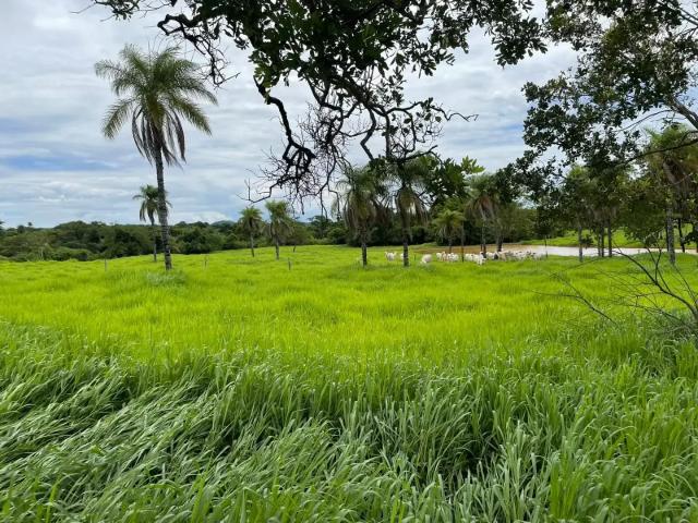 Fazenda venda em Região Geográfica Imediata de Águas Lindas de Goiás, Região Integrada de Desenvolvimento do Distrito Federal e Entorno
