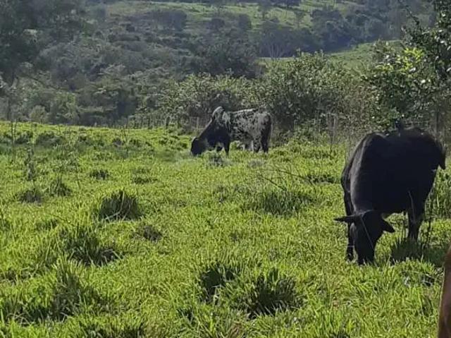 Fazenda venda em Região Geográfica Imediata de Rio Verde, Cachoeira Alta