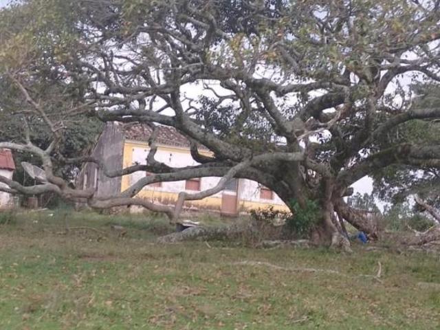 Sítio e chácara venda em Cachoeira do Sul, Região Geográfica Intermediária de Santa Maria