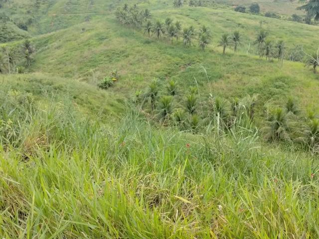 Fazenda venda em Região Geográfica Imediata de Cachoeiro de Itapemirim, Cachoeiro de Itapemirim