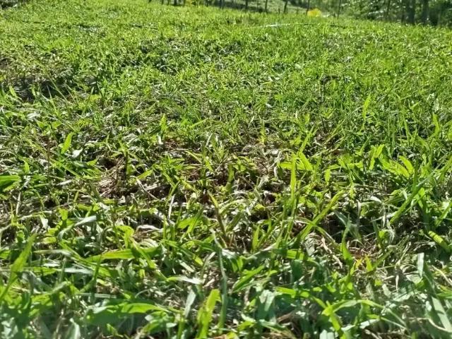 Fazenda venda em Cachoeiro de Itapemirim, Região Geográfica Intermediária de Cachoeiro de Itapemirim